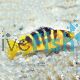 Bumble Bee Cichlid 