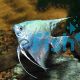 Smokey Blue Angelfish