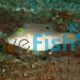 Puffer-Blue Dot - Medium