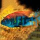 Flame Back Cichlid (Pundamilia Nyererei) 
