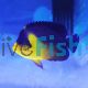 Purple Mask Angelfish