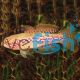 Purple Spotted Gudgeon Upper Tully 