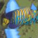 Yellow Belly Regal Angelfish