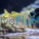 Rabbitfish Blue Lined