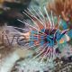 Radiata Lionfish
