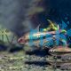 Rainbow Emperor Tetra