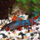 Rainbow Shark 10cm