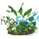 Garden - Rainforest
