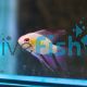 Ramirezi Golden Longfin 