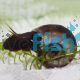 Ramshorns Snail - Medium