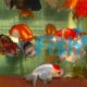 Assorted Ranchu 