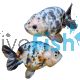 Ranchu - Cow Select