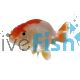Ranchu Red and White