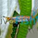 Blue Line Rasbora