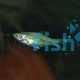 Black Scissortail Rasbora