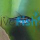 Red Line Rasbora