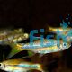 Sarawak Rasbora