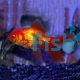 Red Oranda - Carassius Auratus