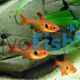 Red Phantom Tetra 