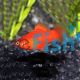 Red Platy