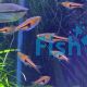 Red Rasbora Hengeli