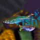 Red Scissortail Rasbora 5cm
