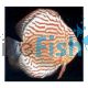 Red Turquoise Discus 9cm