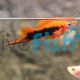 Red Tuxedo Swordtail 