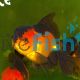 Red & Black Oranda 9cm