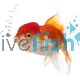 Red & White Oranda