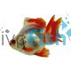 Red and White Ryukin Short Tail