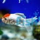 Red Cap Oranda 