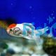Red Cap Oranda