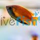 Red Honey Gourami 4cm