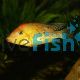 Red Hump Cichlid