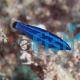 Red Sea Four Line Wrasse - Medium
