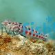 Red Spotted Sandperch