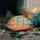 Red Severum 