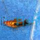 Red Tuxedo Swordtail