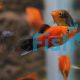 Red Wagtail Platy