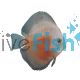 Red & White Discus 