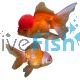 Red & White Oranda 15cm