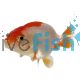 Red & White Ranchu
