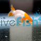 Red & White Ranchu 5cm