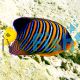 Regal Angelfish 