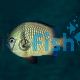 Reticulate Damselfish