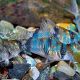 Reynoldsi Corydoras