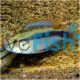 Rio Mamore Apistogramma