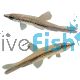 Rocket Tail Pencilfish - Wild Caught 