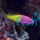 Bicolour Dottyback